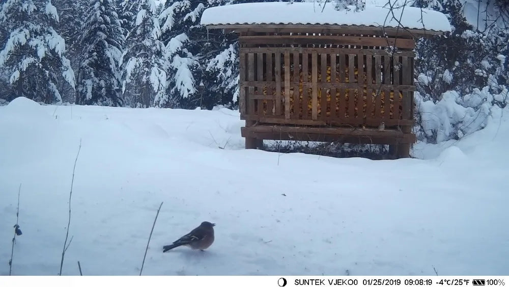 Caméra de chasse 16MP, vidéo 1080P, étanche, déclenchement 0,3s, HC801ALI avec batterie au lithium 5000mAh, piège photo de surveillance sauvage
