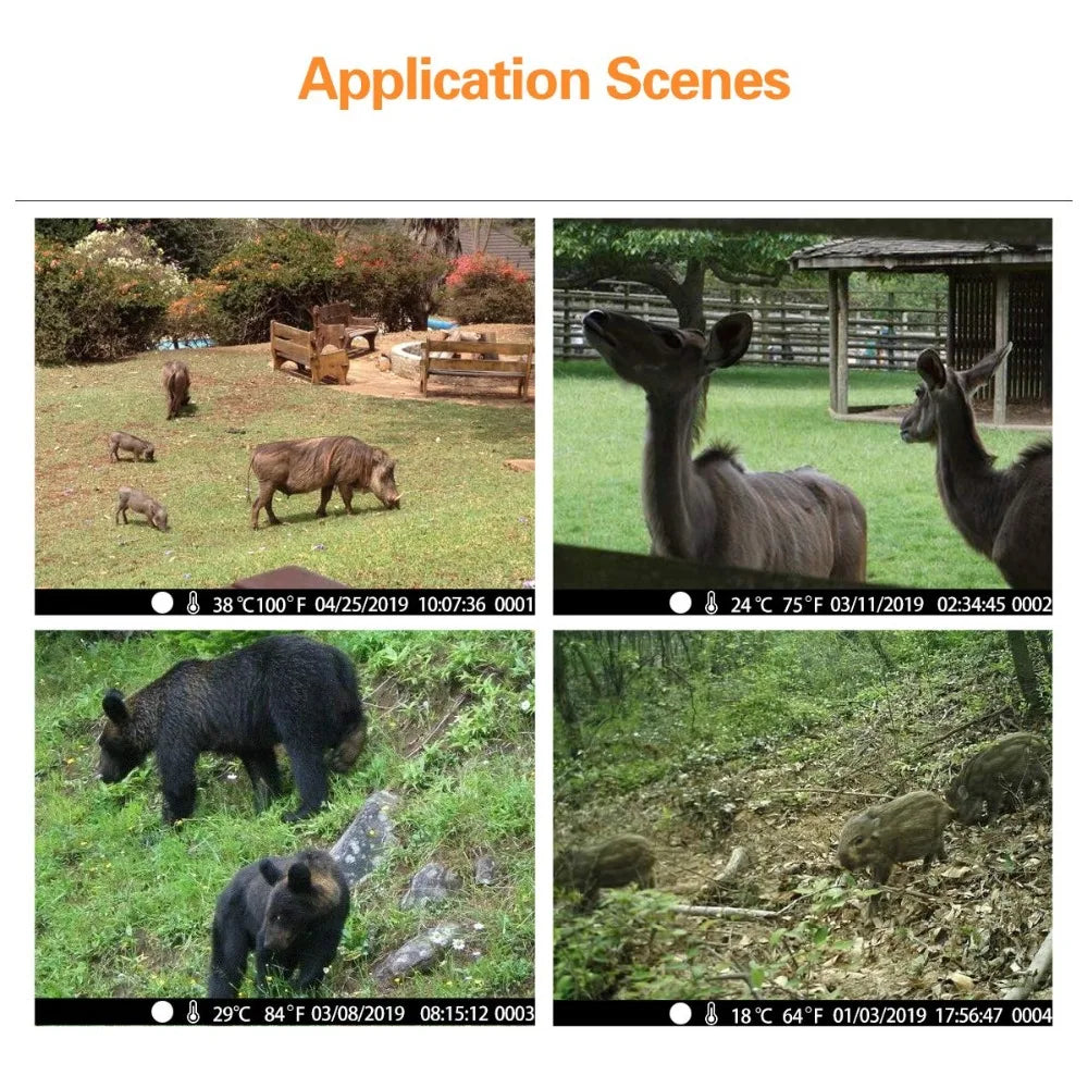 Caméra de suivi des sentiers en direct WIFI 4K 30MP APP contrôle Bluetooth caméras de chasse Vision nocturne WIFI900PRO Surveillance de la faune