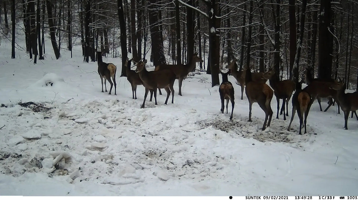 Caméra de surveillance de la faune Suntekcam HC900A 36MP 2.7K IP65 étanche pour la chasse et le scoutisme