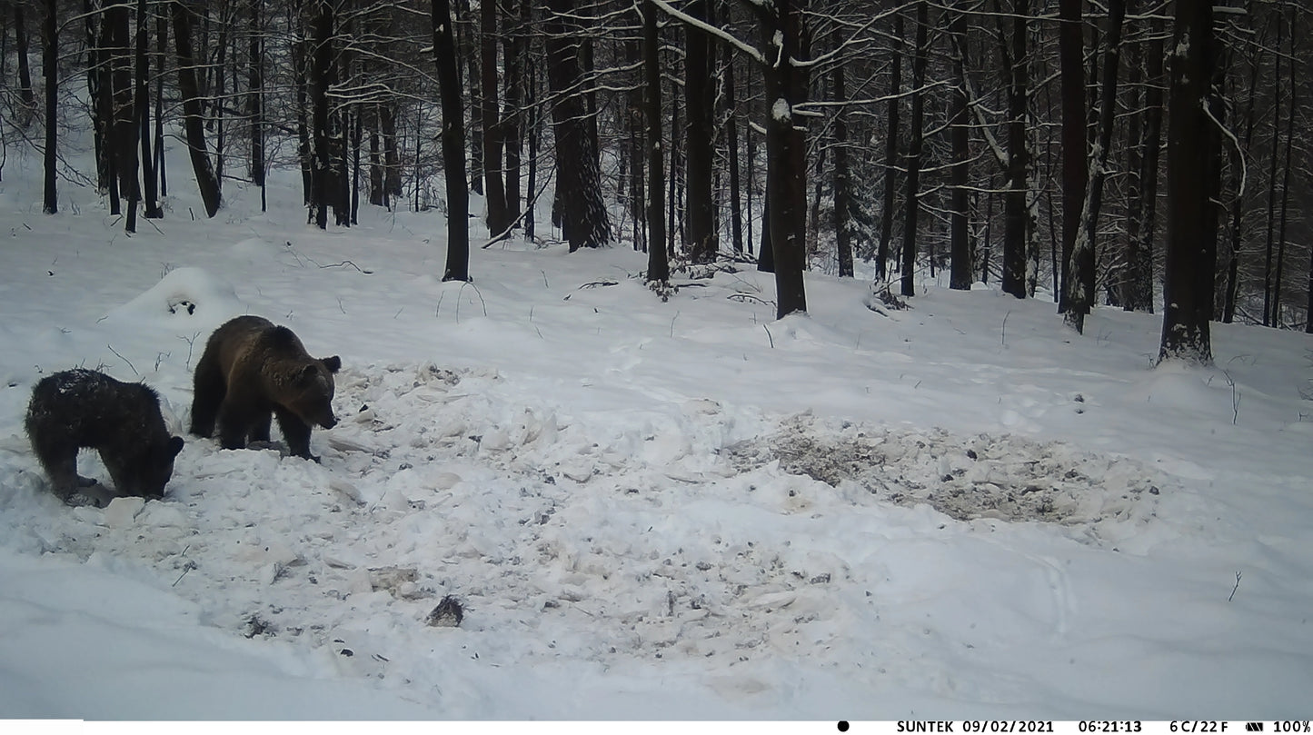 Caméra de surveillance de la faune Suntekcam HC900A 36MP 2.7K IP65 étanche pour la chasse et le scoutisme