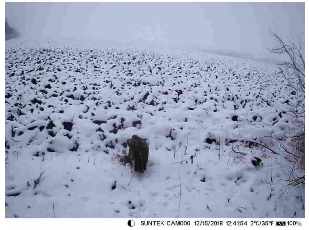 Caméra de suivi des sentiers en direct WIFI 4K 30MP APP contrôle Bluetooth caméras de chasse Vision nocturne WIFI900PRO Surveillance de la faune
