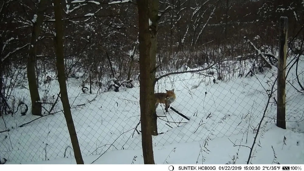 Caméra de chasse sans fil HC801A 20MP 1080P avec vision nocturne, étanche IP65, vitesse de déclenchement de 0,3s, pour la surveillance de la faune et les pièges photo