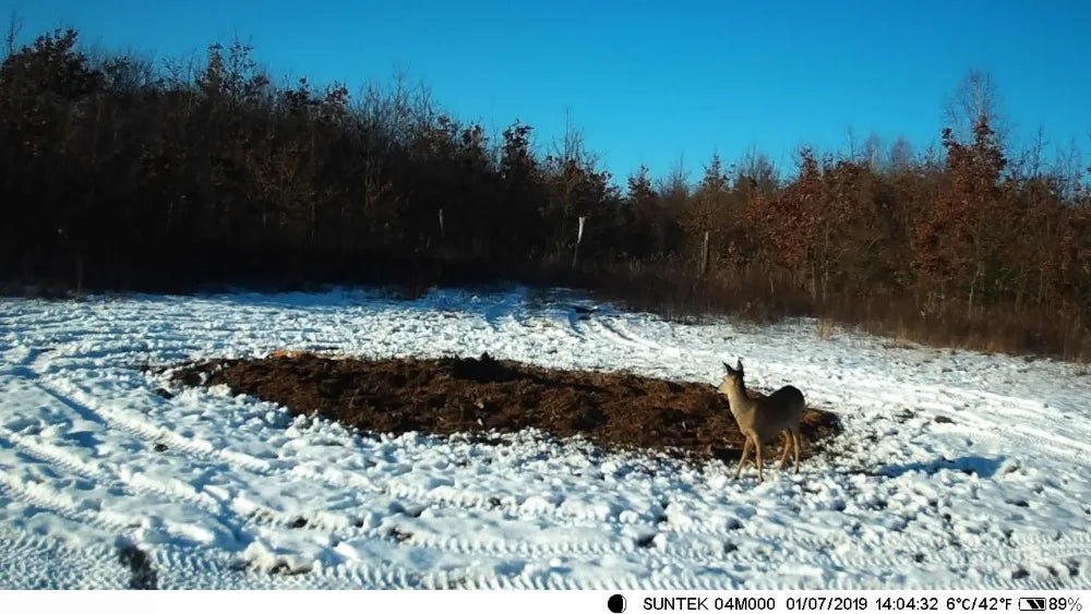 Caméra de chasse sur sentier avec batterie au Lithium 5000Mah, 20mp 1080P, IP65, pièges photos étanches, Surveillance sauvage 0.3s