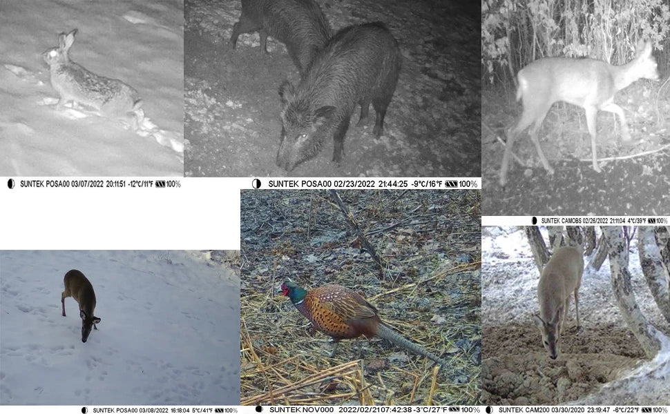 Caméra de chasse 4K 30fps avec contrôle par application, service cloud, 4G, 30MP, diffusion en direct, vision nocturne, piège photo pour la chasse sauvage HC910PRO